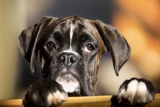 36 einzigartige Boxernamen [with PICS!]