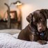 Beste Haustierkrankenversicherung für Hunde in Washington DC für 2022