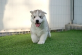 29 einzigartige Husky-Namen [with PICS!]