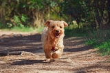 36 einzigartige Yorkie-Namen [with PICS!]
