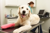 Beste Haustierkrankenversicherung für Hunde in North Dakota für 2022